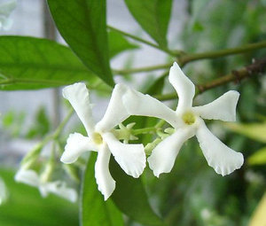 藤本络石万字茉莉风车茉莉银丝茉莉花成串素馨清香