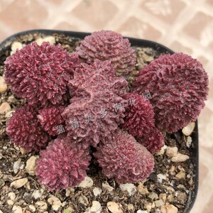 包邮 大疣朱紫玉多肉植物水泡天锦章老桩一物一拍办公室绿植盆栽