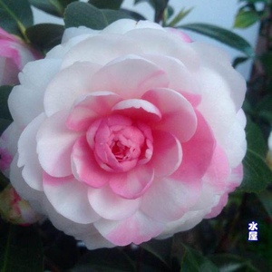 斑水屋茶茶花树苗盆栽绿植物室内外阳台庭院花园好养稀有名贵品种