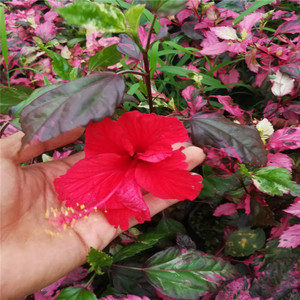 包邮 基地直销七彩锦叶大红花 庭院阳台盆栽绿植彩叶扶桑全年开花