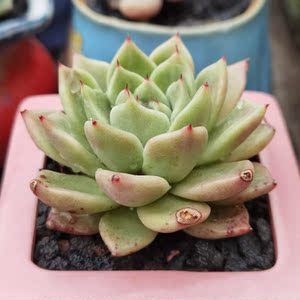 拉霍亚大单头冠幅6cm多肉植物一物一拍