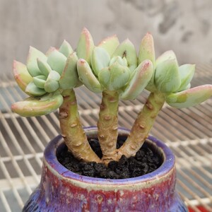 控养芒果美人老桩冠幅11cm多肉植物一物一拍非偏远38包邮