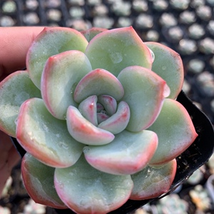 奶油泡芙轰动多肉植物老桩多肉室内肉肉状态肉肉精品控养肉嘟嘟