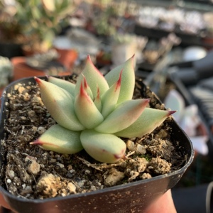 乌木红檀多肉植物老桩多肉室内肉肉状态肉肉精品控养包邮肉嘟嘟