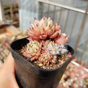 【阡芷原】酒吧玫瑰 荆棘玫瑰 吉尔巴 一物一拍 景天科多肉植物