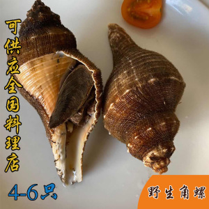 角螺鲜活海鲜贝类野生响螺大海螺水产500g大连稀少品种