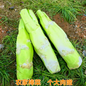 新鲜棒棒菜江西菜头特产棒菜农家自种青菜头时令蔬菜老壳菜包邮