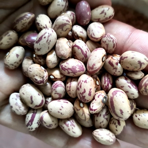 云南花腰豆花芸豆农家自产21年新豆散装大红豆酸菜红豆