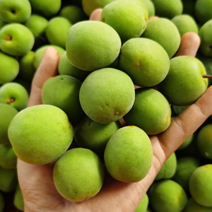 云南大理高山青梅果现摘野生新鲜青梅子孕妇食用酸梅5斤顺丰包邮