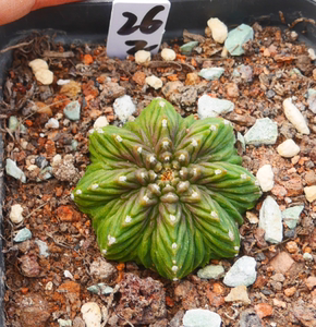 仙人球植物包邮