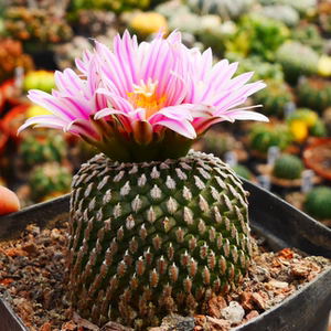 cute肉植 精巧殿 仙人球开花株 白花红花随机 多肉植物