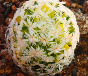 cute肉植  杜威丸锦 精品拉丝锦 仙人球  一物一拍3.5日