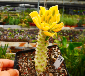 cute肉植 信贝麒麟锦33w2大戟科 多肉植物 一物一拍11.22日