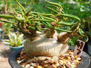 cute肉植 实生筒叶麒麟 大戟科 一物一拍10.11日 多肉植物