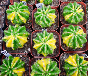 【大豪丸】大豪丸品牌,价格 - 阿里巴巴