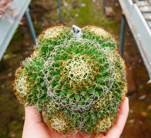 cute肉植 卷刺琴丝丸 仙人球 多肉植物 一物一拍