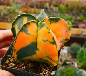 cute肉植 实生鸾凤玉锦252b5 多肉植物 一物一拍2.23日