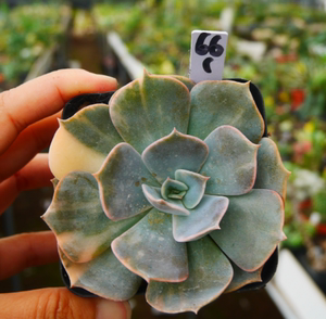 cute肉植 双子座锦661b5 一物一拍10.21日 多肉植物