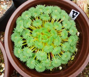 cute肉植 棕榈酢浆草 块根植物  一物一拍  1.19日多肉植物