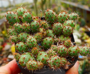 cute肉植 金铃团扇 金玲团扇 仙人球 多肉植物 一物一拍