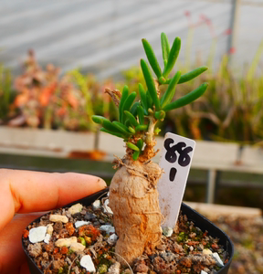 cute肉植  实生块根 冰花  一物一拍12.18日 多肉植物