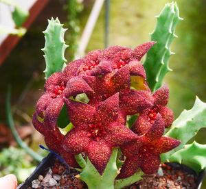 多肉植物 硬枝豹皮花 群生 一物一拍 萝藦科开花奇异0人付款9