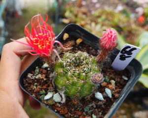 cute肉植 红昭和 仙人球小棚4-3多肉植物 一物一拍4.25日