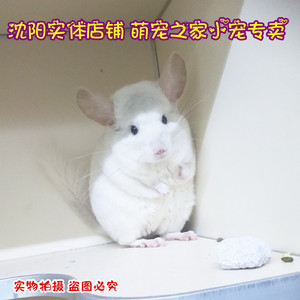 龙猫NONO沈阳实体店 宠物龙猫 活体粉白色DD 龙猫宝宝2-4个月
