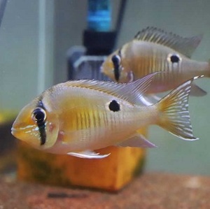 友鱼水族 圣塔伦宝石 圣塔伦黄腹月亮宝石 野生 淡水 热带 观赏鱼