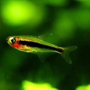 友鱼水族 图卡诺火灵灯鱼 灯鱼之王 灯科 野生 活体 热带 观赏鱼