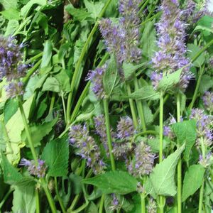 野生猫把蒿 巴蒿/芭蒿/藿香/排香草 干芭蒿芭蒿炖鱼 10袋包邮