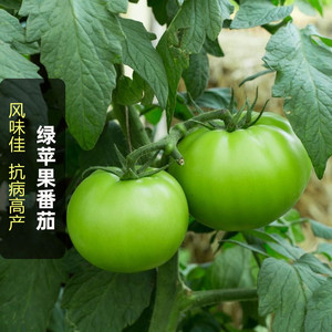 青苹果番茄种子 贼不偷西红柿子 绿皮肉甜好吃 能成江海阴阴