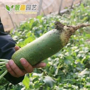 四季播蔬菜种子菜籽潍县水果萝卜子脆嫩多汁味甜庭院种量四季播