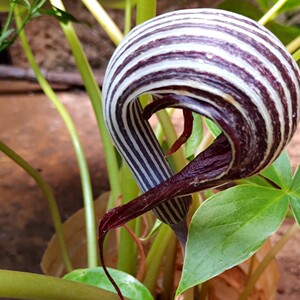 螃蟹七天南星大海南星野生中草药材种苗种子苗木观赏药用盆栽花卉