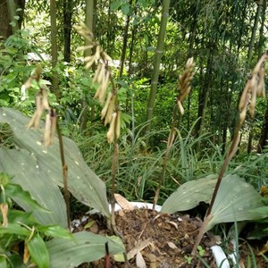 山慈菇苗