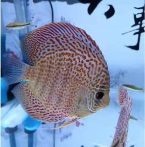 七彩神仙鱼之豹点蜘蛛侠豹纹圈豹cr红彩活体包邮热带鱼鱼苗种鱼