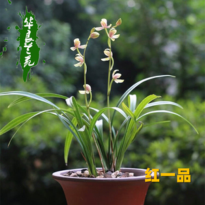 红一品兰花苗建兰八大品种色花名贵浓香四季兰草易养植物华良兰苑