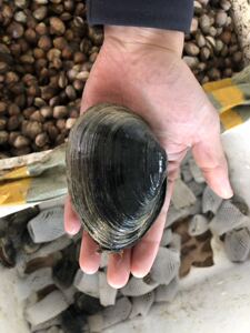 国丰海鲜汇鲜活贝类野生象拔蚌刺身新鲜小象鼻蚌小棒仔棒烧烤250g