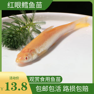 红眼银鳕鱼苗赤目鳕鱼大鳞鲃鱼苗金丝雪鱼冷水观赏食用鱼活体包活