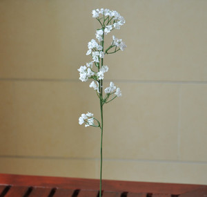 丝网花小满天星