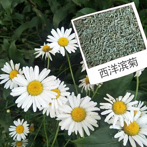 大滨菊种子