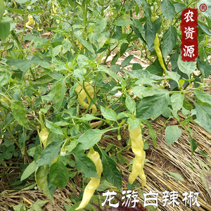 龙游白辣椒 农家新鲜自种蔬菜 衢州美食特产辣椒青椒3斤包邮