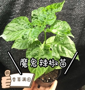 印度魔鬼辣椒苗