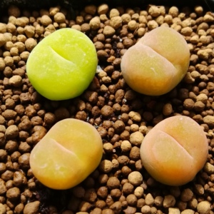 肉锥毛汉尼编号1801.1蟠桃 五年半生