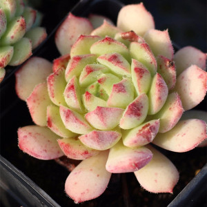 刘家花坊 玫瑰莲小老桩萌肉肉多肉植物 多头单头云南大棚露养