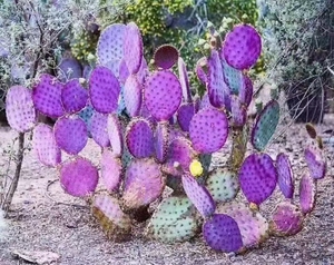 包邮 稀有紫色仙人掌 圣丽塔团扇7一9厘米叶片切片 无根基地直销