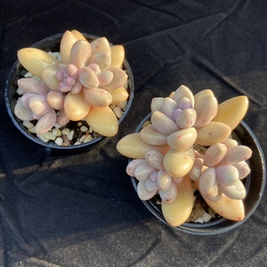 粉色艾香多肉植物 艾伦和香水杂交小群生稀有品种 含盆土发货