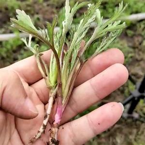 东北野生速冻柳蒿芽野菜大地柳蒿芽水蒿食用农产品500克份