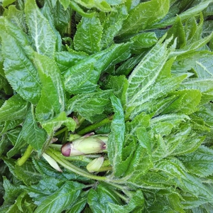 804人付款淘宝黎娃饮品 野生新鲜沙棘果2斤包邮吕梁山特产沙荆果沙