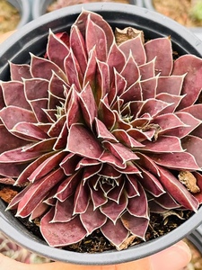 瀚明鑫多肉神须草龙须草 长生草系列多肉 云南精品多肉原盆土发货